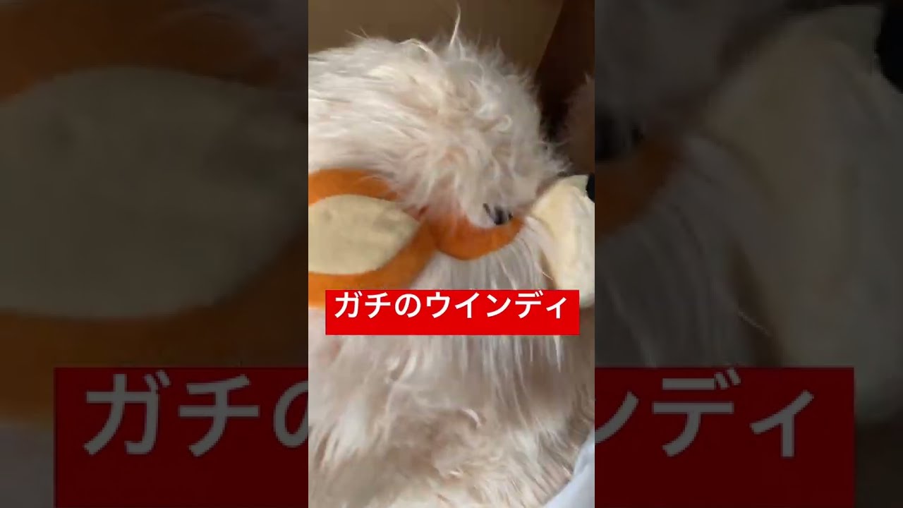 添い寝ウインディ ぬいぐるみ 添い寝ウインディ」がポケモンセンターオンラインで