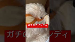 家にガチのウインディが届いてヤバいwww ポケモン 添い寝ぬいぐるみ Youtube
