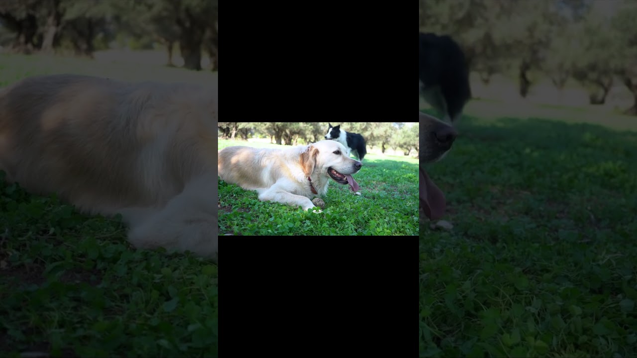 Cute Animals dog - Relaxing Music Deep Sleep 