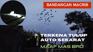 Bandangan Hitam Merpati Getakan Lombok terkena Tulup auto sekarat