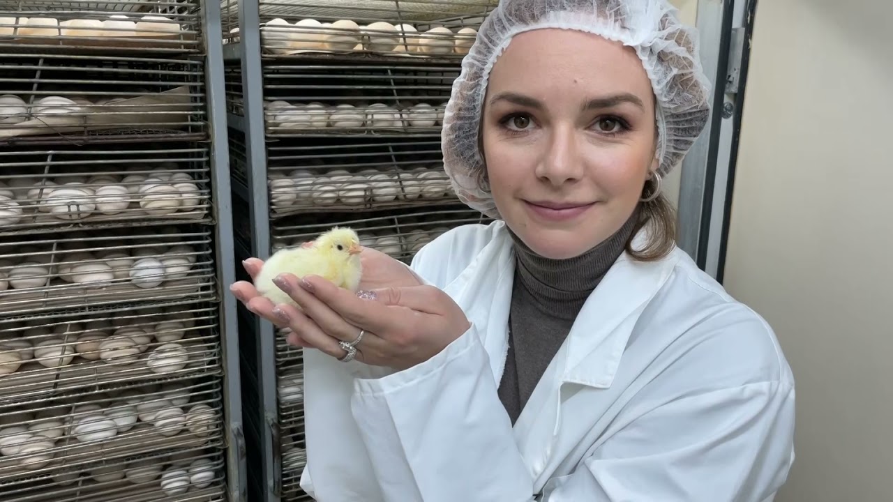 Farma jednodnevnih pilica Becej Idemo Kroz Srbiju