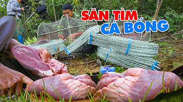 Săn Cá Bống Tượng Bằng Lòng Trâu – 70 Lồng Lưới Đặt Một Đêm.