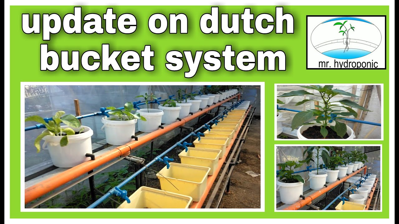 DUTCH BUCKET SYSTEM, UPDATE, mr.hydroponic YouTube
