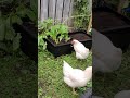 Chicken eats vegetables