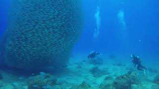 People Swimming Underwater Near The School Of Fish ?