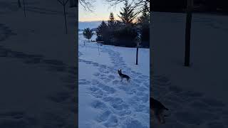 #yorkielife #yorkies #youtubeshorts #snow #shorts