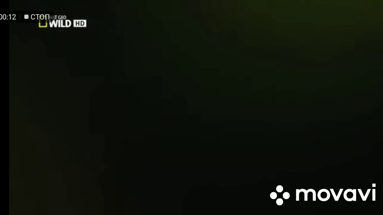 ШПОРЦЕВЫЕ ЛЯГУШКИ ЭТО ЖЕСТЬ!!! Nat Geo Wild. Лягушка Монстр. Отрывок.