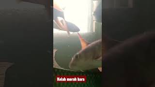 kelah merah bara makan tengahari #ikankelah #ikansungai #fishing #iloveyou #tank #fyou #viraovideo