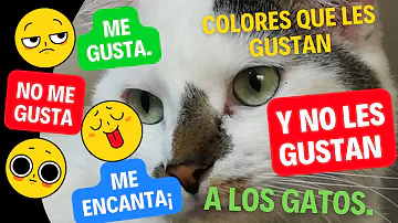 ¿Qué colores calman a los gatos?