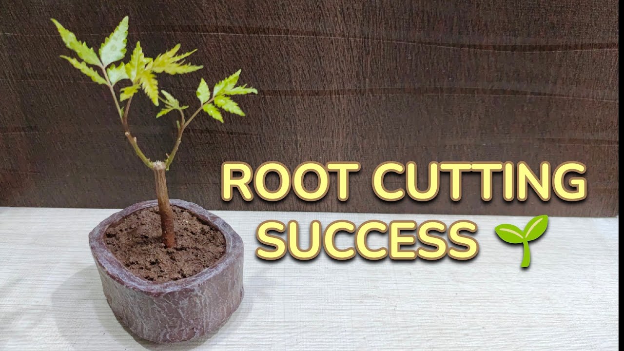 “Root Cutting Propagation in Handmade Cement Pot | Full Process Step by Step”