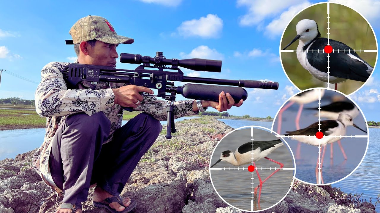 Berburu Burung Untuk Dimakan Langsung Ketemu Burung Gagang Bayam Kaki Panjang