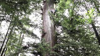 Old growth coast redwood climbing facilitated by expedition (contact
them about other climbs). coordinated archangel ancient tree archive.
loca...