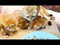 The mother cat does not want to be patient and takes food from the baby kittens