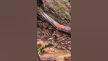 #TreeCutting #ChainsawSkills #LoggingLife #ForestryWork #Timber #Woodwork #ChainsawPower