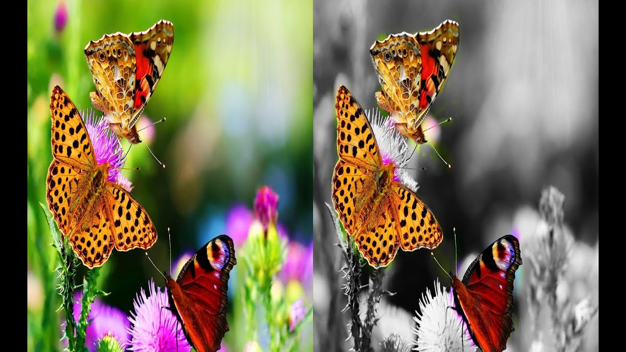 photo shop tutorial | black  and white effects