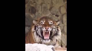 Tiger Roar