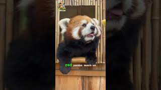 Not your typical looking panda