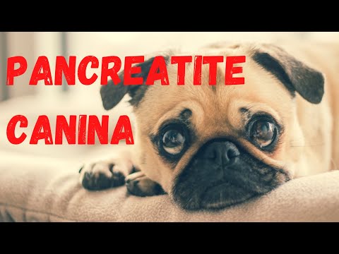 Vídeo: Encontrando A Melhor Dieta Para Cães Com Pancreatite