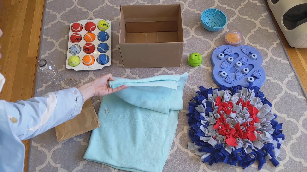 Enrichment and Confidence Building for Dogs