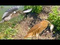 WOW Amazing!! The Best Birds Trap | Quick Birds Trap Of Cambodia