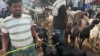 Desi bakra mandi vlog open rate high ya low