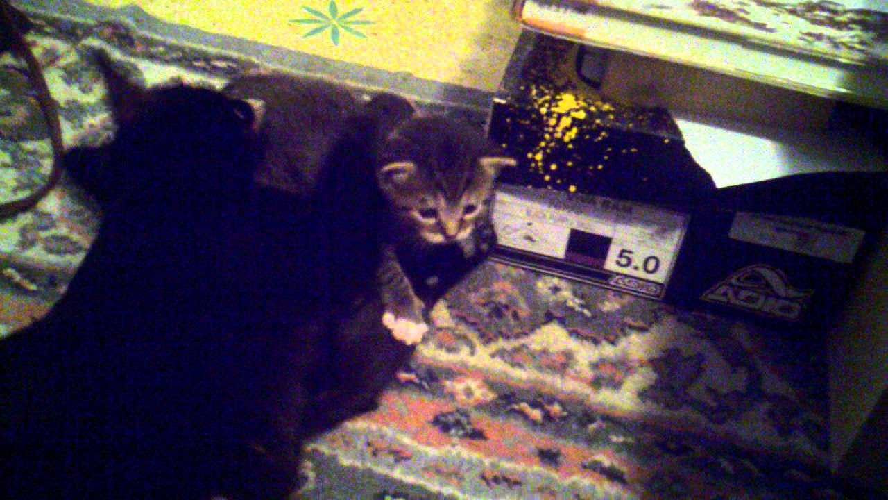 tabby kitten comes out of den for first time