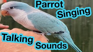 Quaker Parrot Singing / Talking / Quaking / Sounds / Noises | Parakeet Sounds | Quaker Parrot