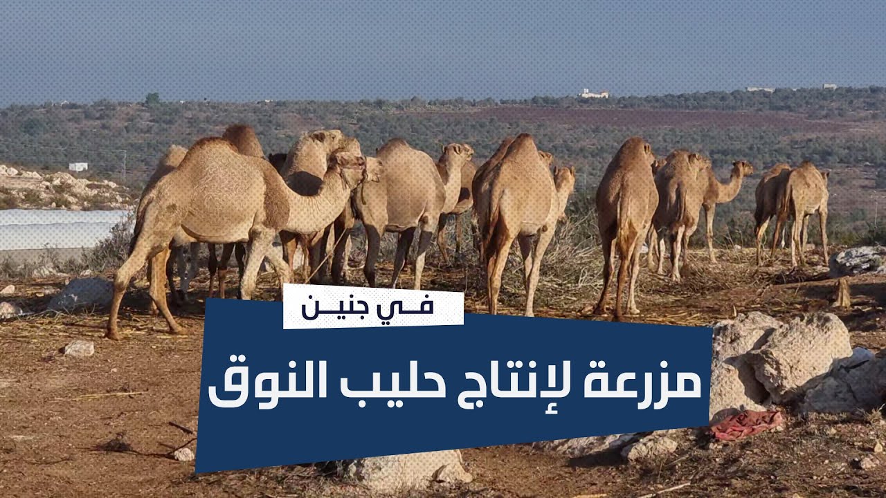 مزرعة في جنين لإنتاج حليب النوق 