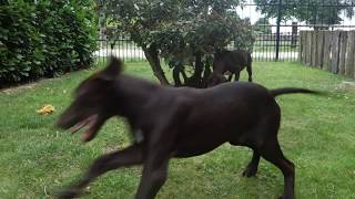 Magyar Viszla Labrador Mix Welpen Genießen Das Wetter Aus Der Welpenstube Winkel