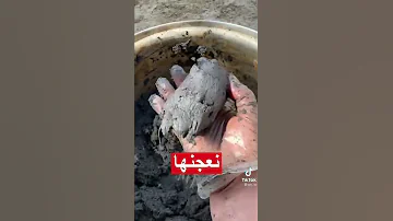 رماد النار من اقوى اشتعال مقاطع فن السعودية لايك اشتراك رسم ضحك 