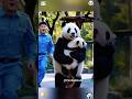 The baby panda doesn’t want to take a bath 🛁 #panda #trending #cute #cutepanda #viral