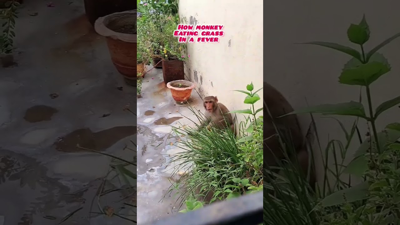 Monkey Eating grass || Happy Monkey || shorts