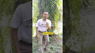 Pantun Ada Gula Ada Semut 