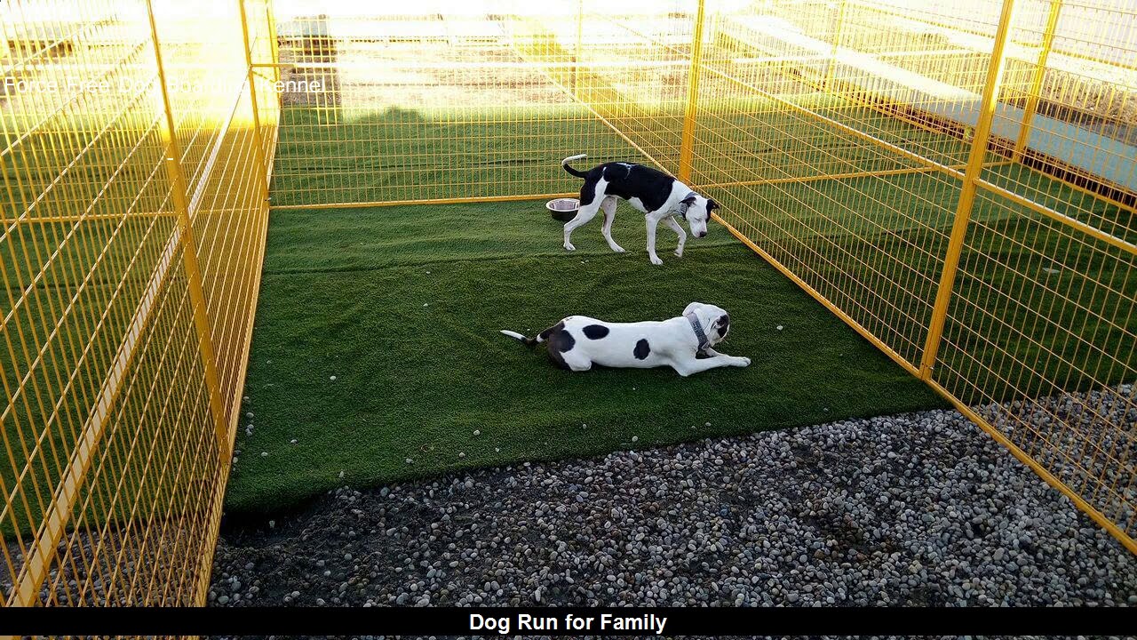 Best Review Pets Boarding Kennel Alberta Beach YouTube