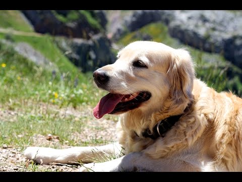 Mi camino con Nala versión larga