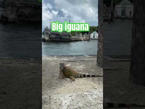 Video: Iguane marine: fotografii, dimensiuni, obiceiuri, fapte interesante