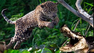 Crocodiles Wait For Jaguar Across The River by ANIMALBIOLOGIE 2,831 views 7 months ago 2 minutes, 50 seconds