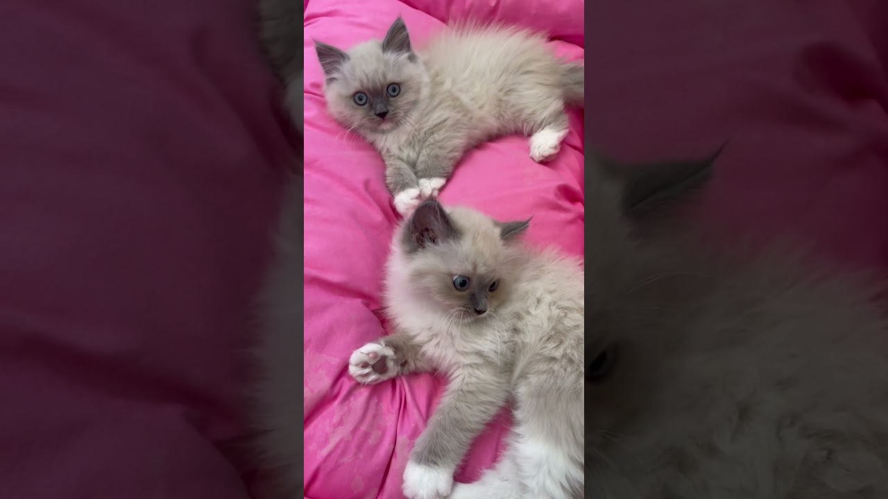 Cute kittens🥺🫶🏻 