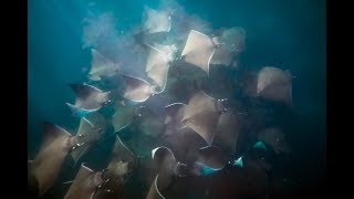 Swimming with a giant school of rays