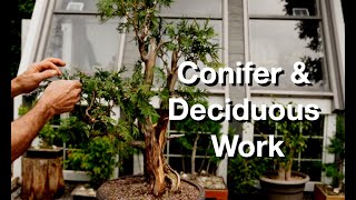 Conifer & Deciduous Work:  Dave's Bonsai E405