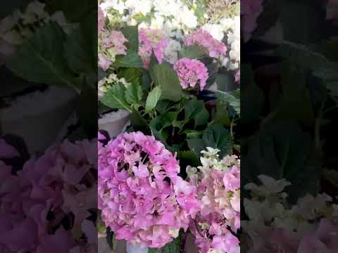 نبتة القرطاسية 