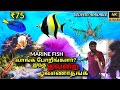 Marine Fish Tank Setup and Tips | Marine World Kolathur