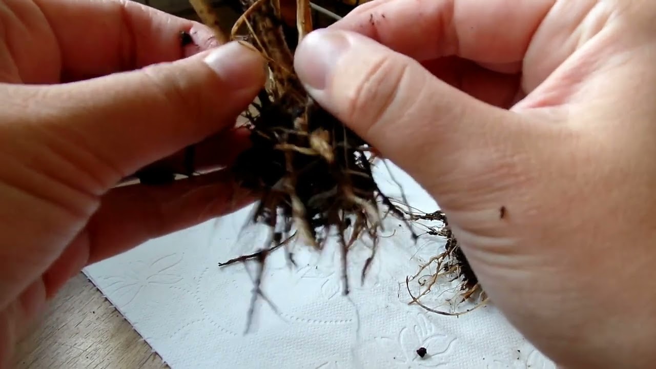 Vėdrynai 5 dalis Paruošimas žiemai | Ranunculus prep for winter