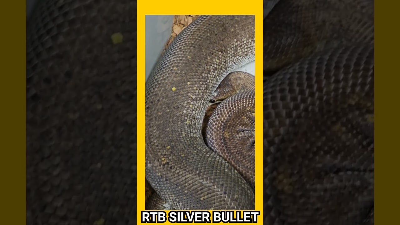 Silver Bullet Python Silver Bullet Python