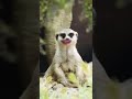 ها لمحاين ها لفقايس ههههه
