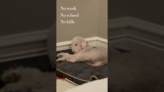 Lucky’s life  #dog #bedlingtonterrier #noworry #cute #worryfree