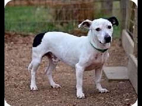 jack russell and dachshund mix