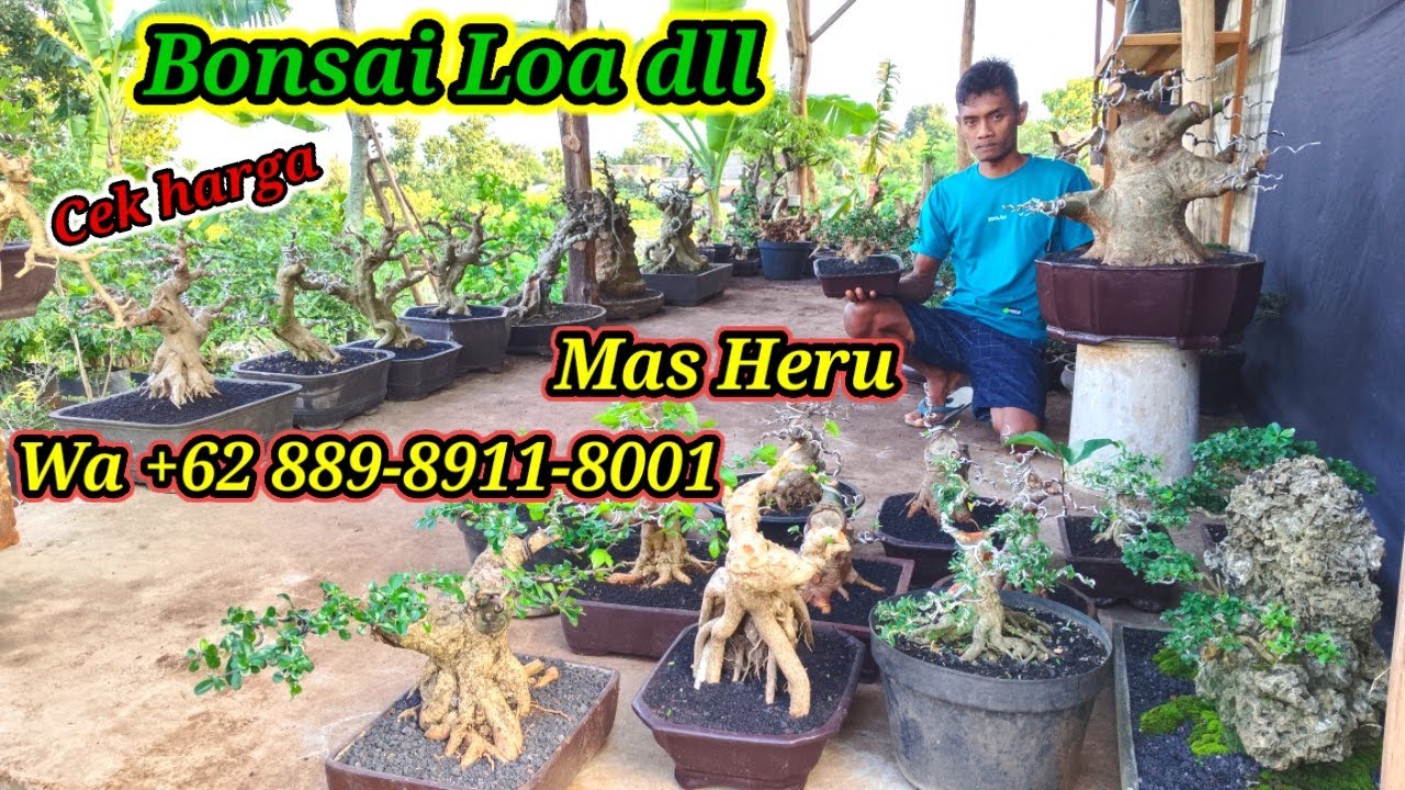 Cek harga bonsai Loa dll koleksi terbaru Mas Heru WA +62 889-8911-8001