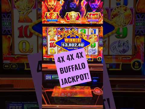 HUGE BUFFALO JACKPOT!