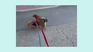 Nina & Nona - Available for Adoption